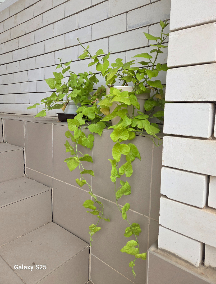 Ипомея разраслась за зиму. Надо почеренковать. Фото: Зеленая леди, сад, семья и томатный сок