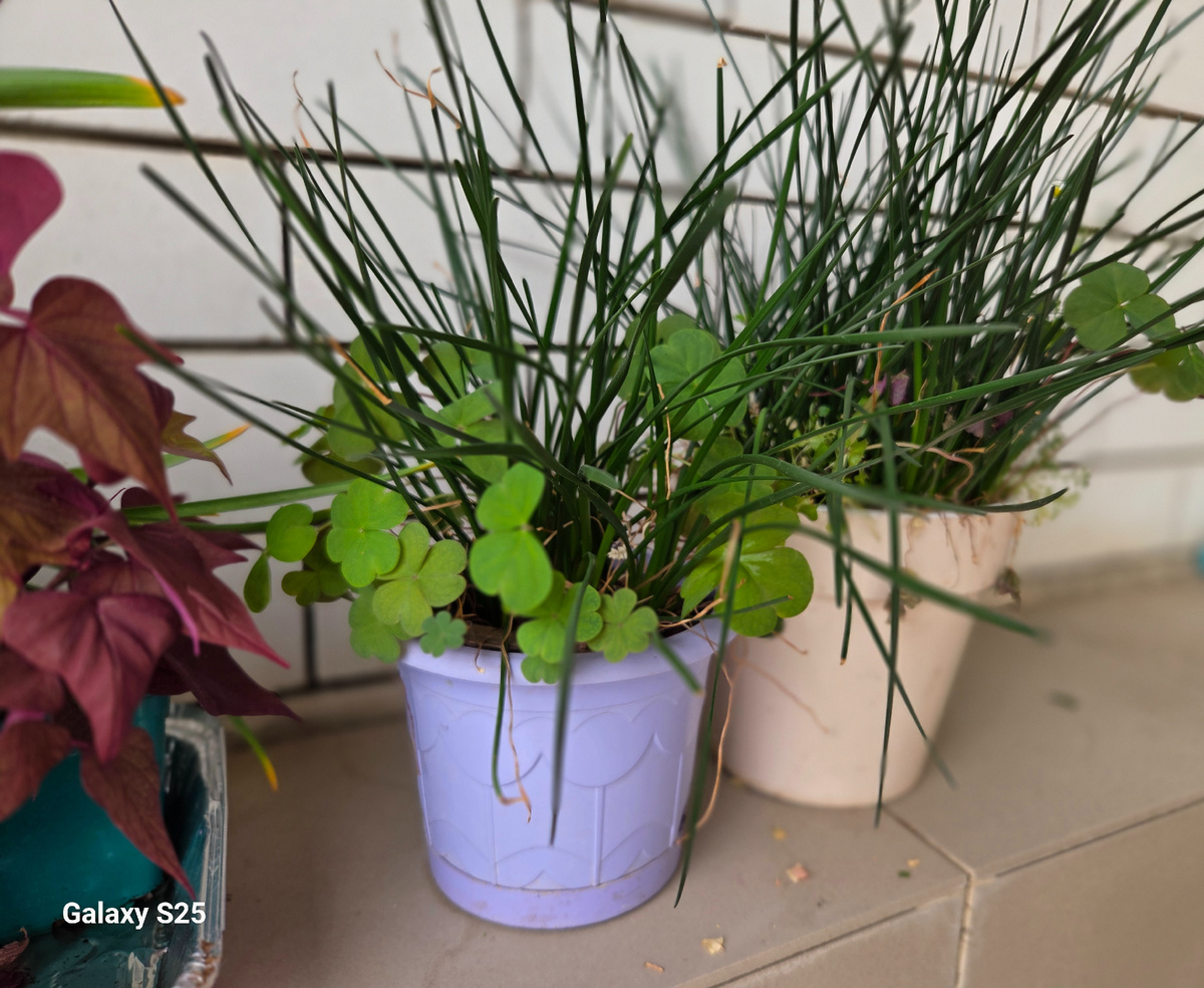 В паре в кислицей. Фото: Зеленая леди, сад, семья и томатный сок