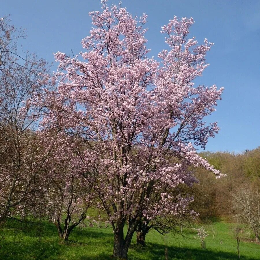Вишня Саржента (Prunus sargentii, Cerasus sachalinensis)