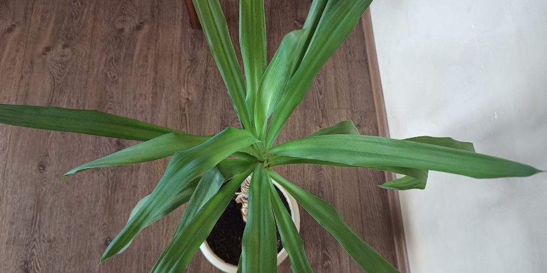 Юкка слоновая: как я влюбилась в пальму, которая вообще не пальма