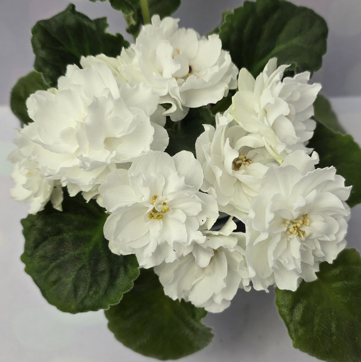 ЛиК-Белая Колыбель