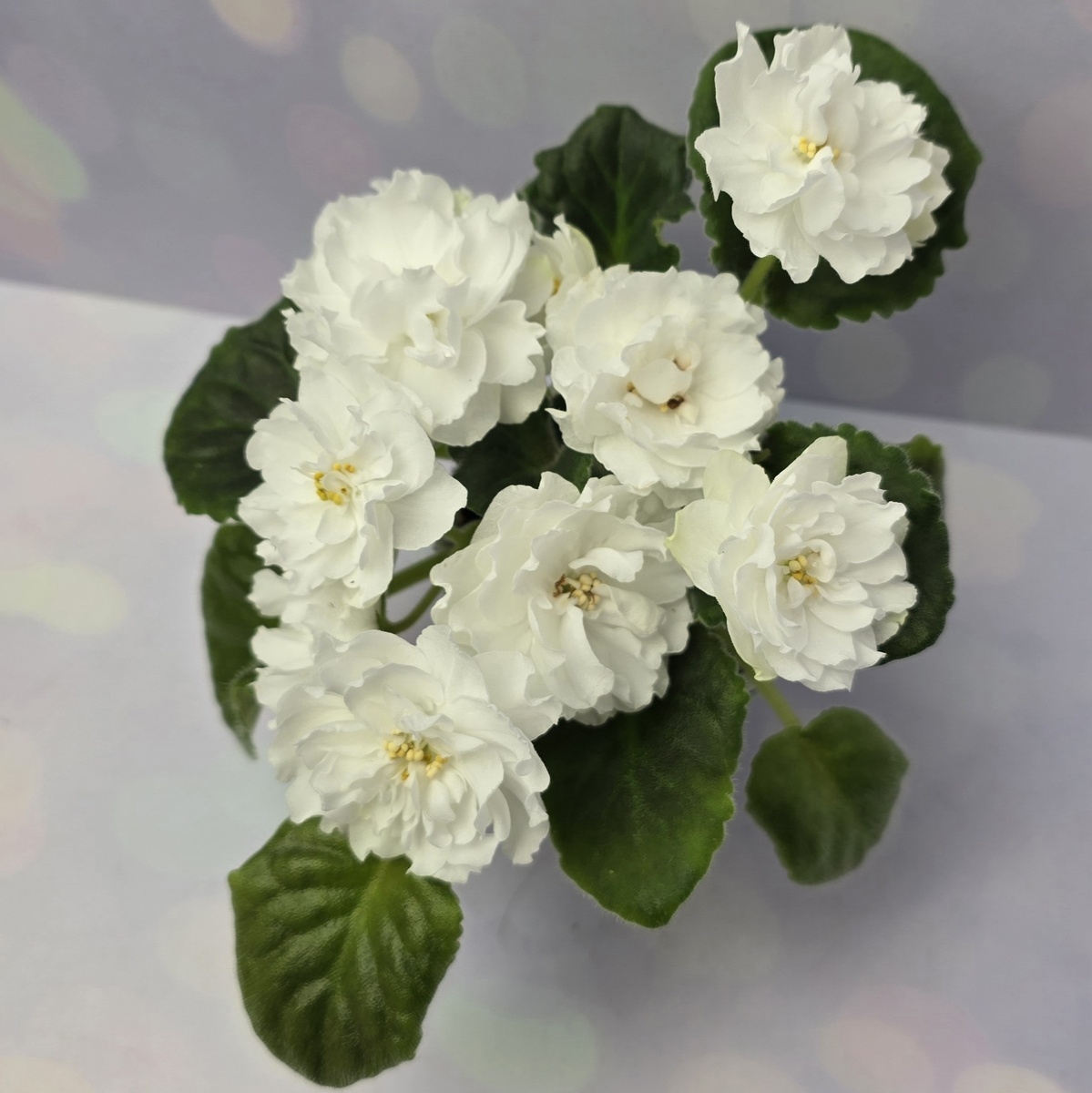 ЛиК-Белая Колыбель