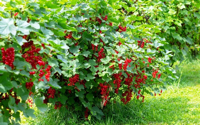 Весенняя подкормка красной смородины — простые решения для богатого урожая