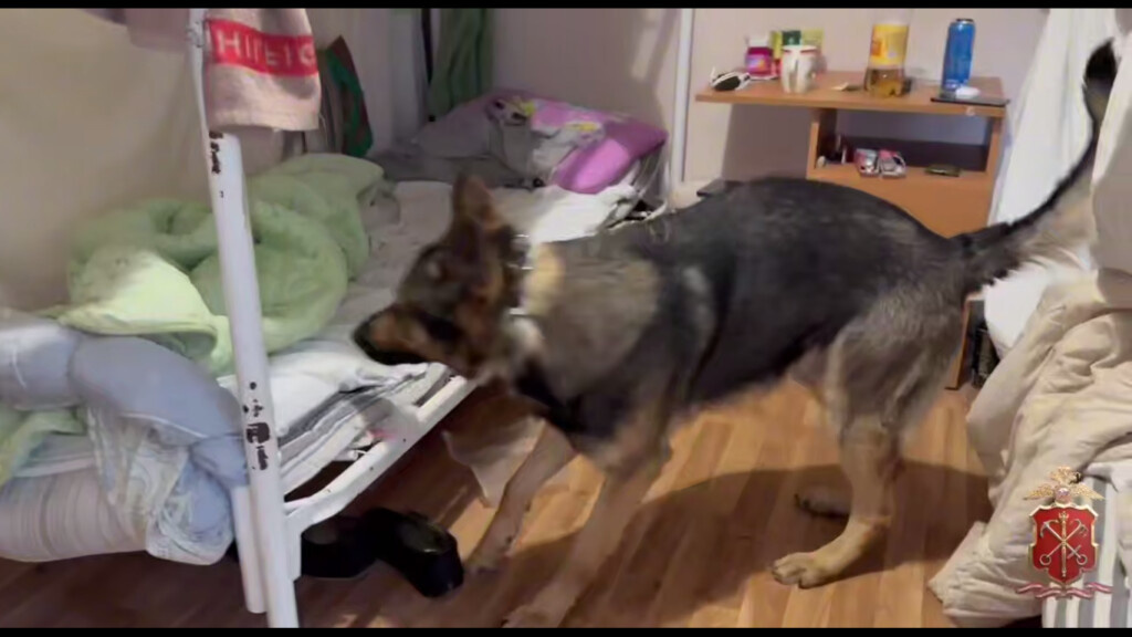     Фото: кадр видео ГУ МВД России по Петербургу и Ленобласти
📷    Фото: кадр видео ГУ МВД России по Петербургу и Ленобласти
