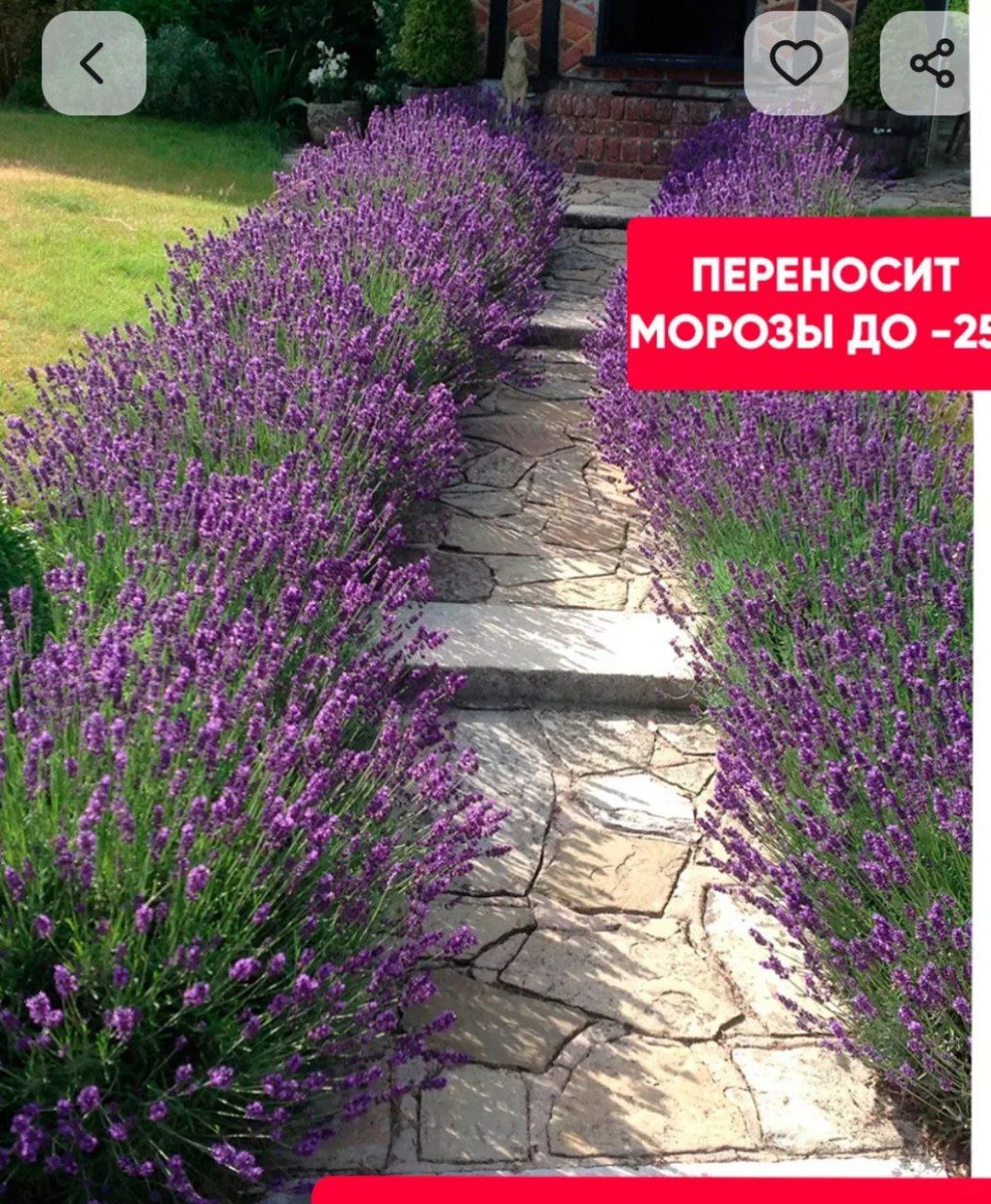 Скриншот семян