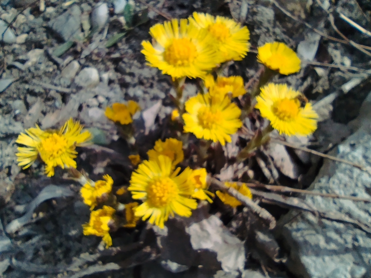 Солнышко под ногами