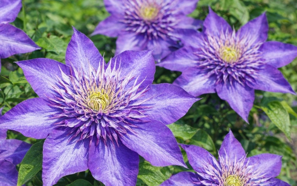  Клематис. Фото: ChatGPT