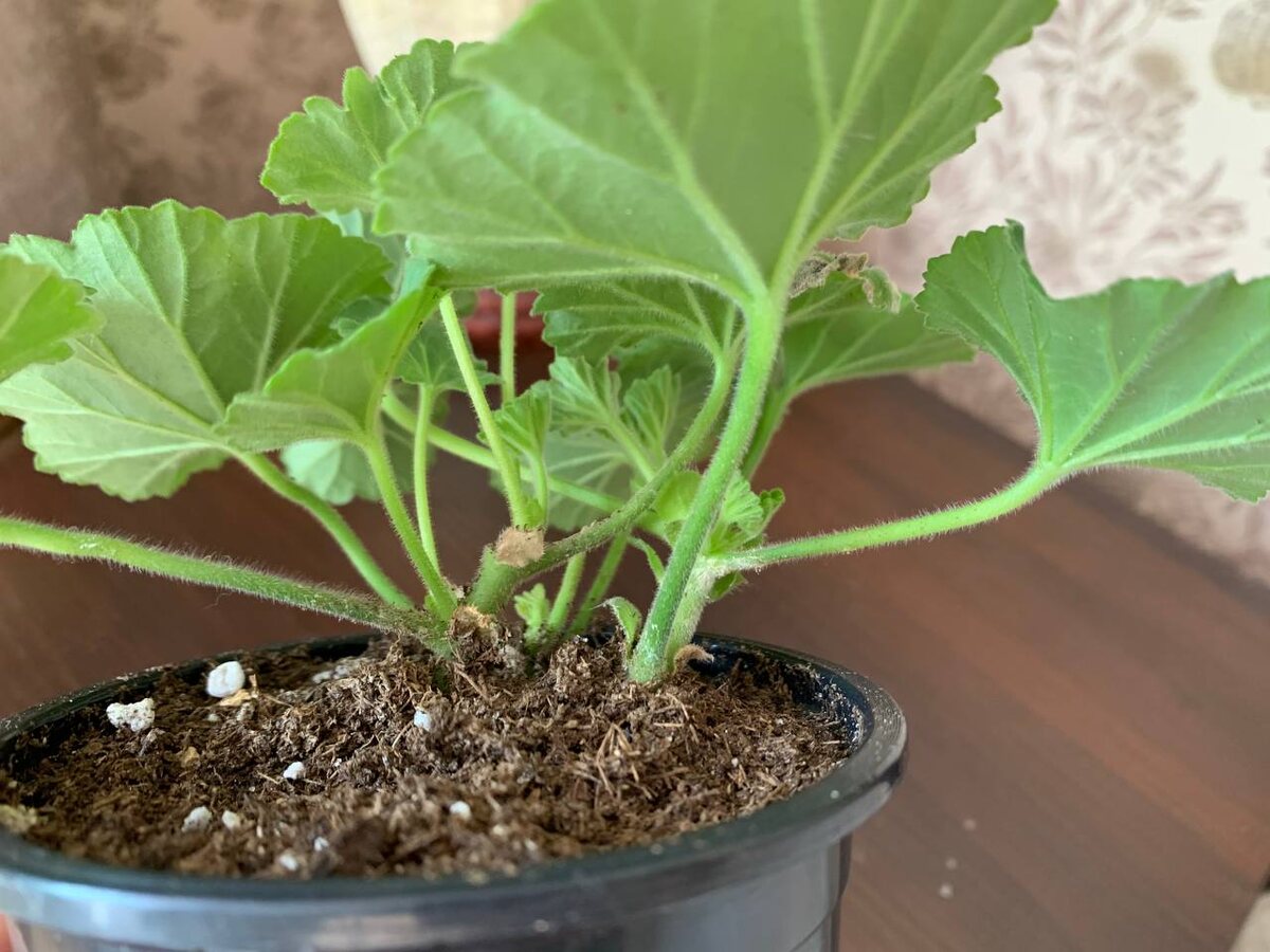 Результат спустя месяц. Такое себе. Фото автора