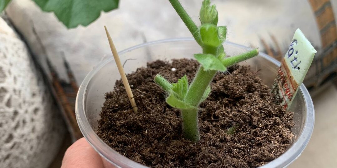 Английский метод формирования пеларгоний – боковые побеги отросли за 4 дня