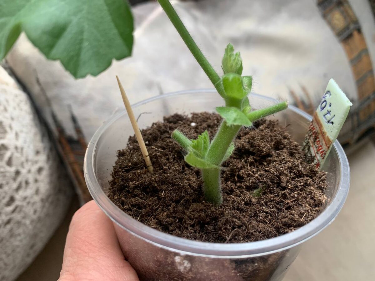 Прошло 4 дня – отросли побеги изо всех трех пазух! Фото автора