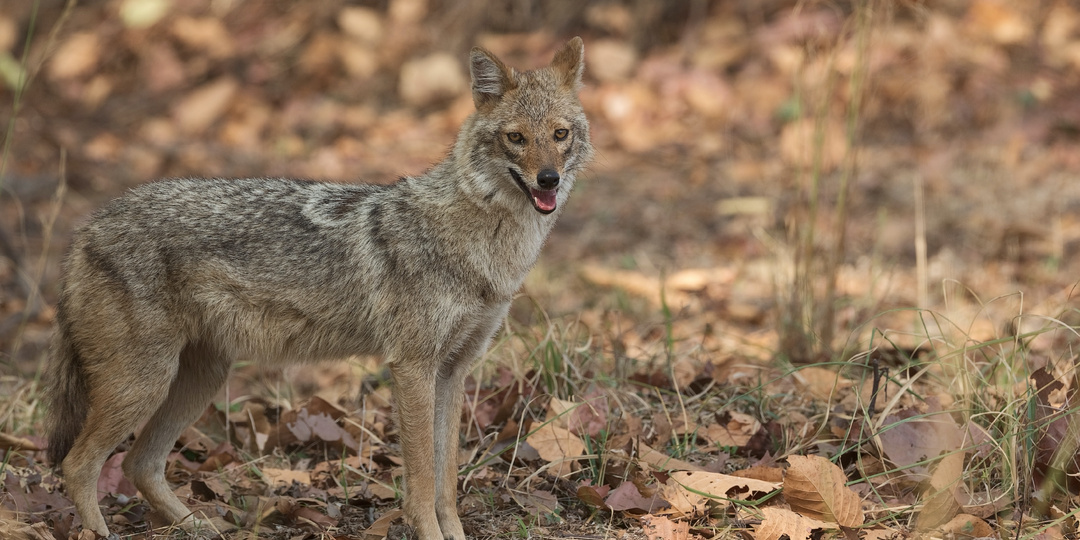 Не добрые соседи: шакалы или волки, от кого больше вреда домохозяйствам