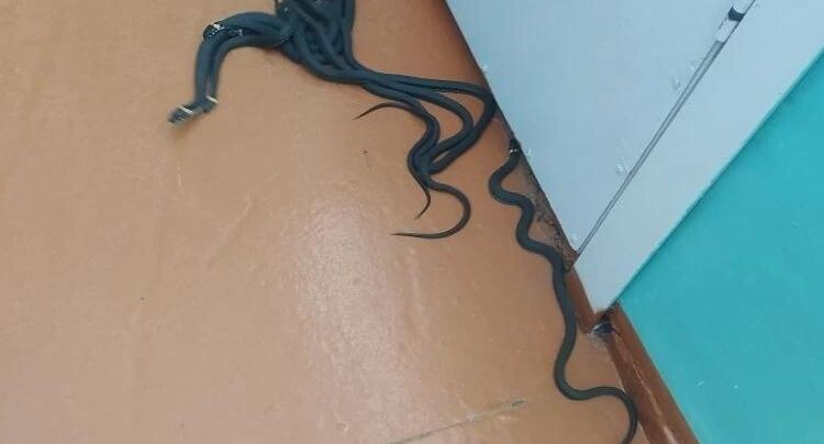    ОГБУ «Пожарно-спасательная служба Костромской области»