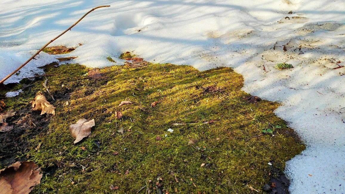 Фото автора. Первые проталинки)