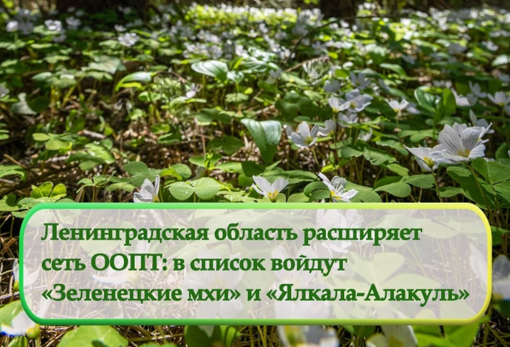 фото: t.me/kprlo