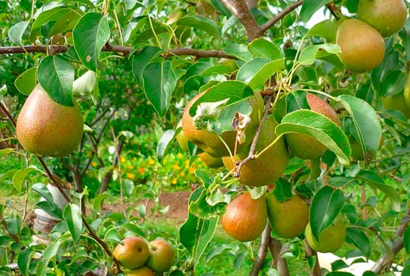 Как и чем весной защитить грушу и спасти урожай от коварного грибка