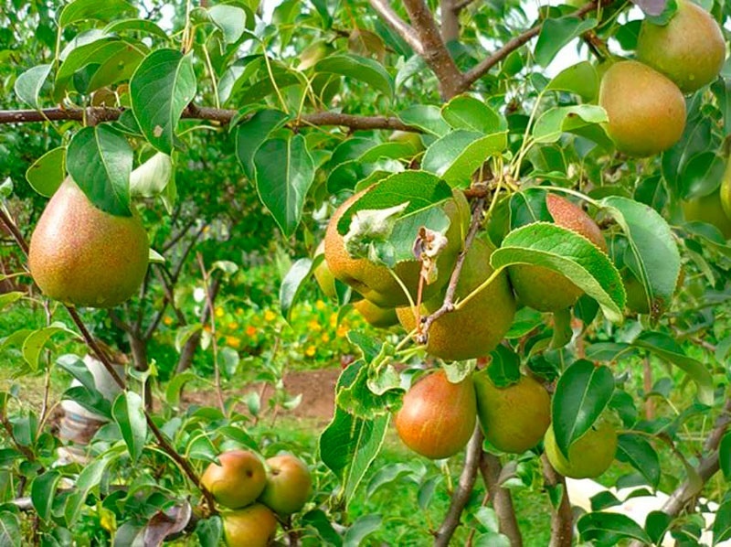 Как и чем весной защитить грушу и спасти урожай от коварного грибка