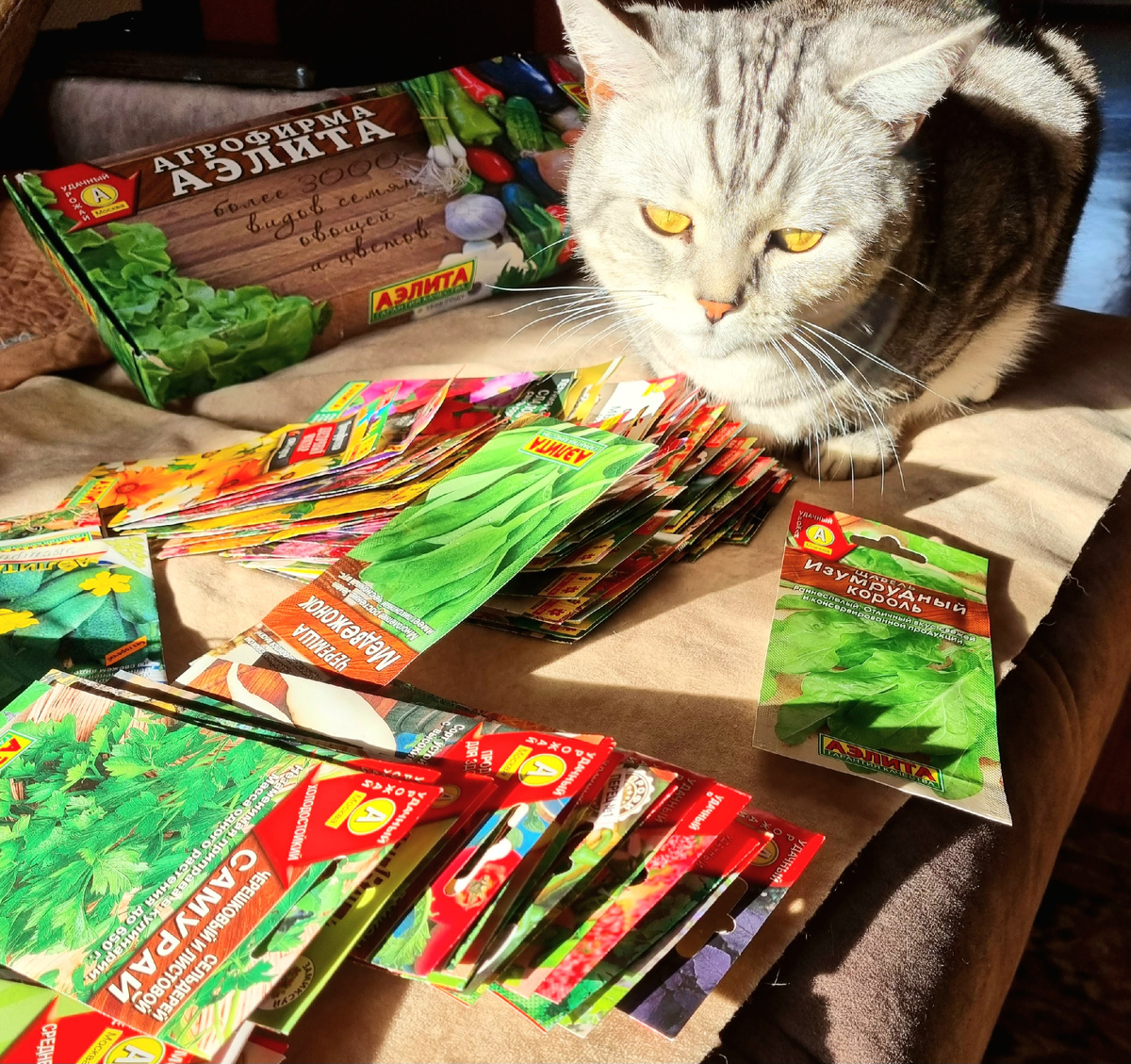 Где-то там среди этих пакетиков и лежит мой львиный зев. Фото: Зеленая леди, сад, семья и томатный сок