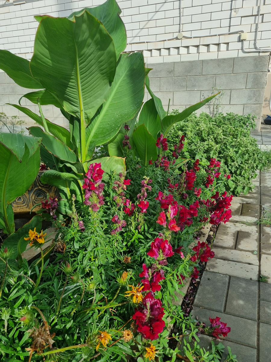 Цветение 2024 года. Фото: Зеленая леди, сад, семья и томатный сок