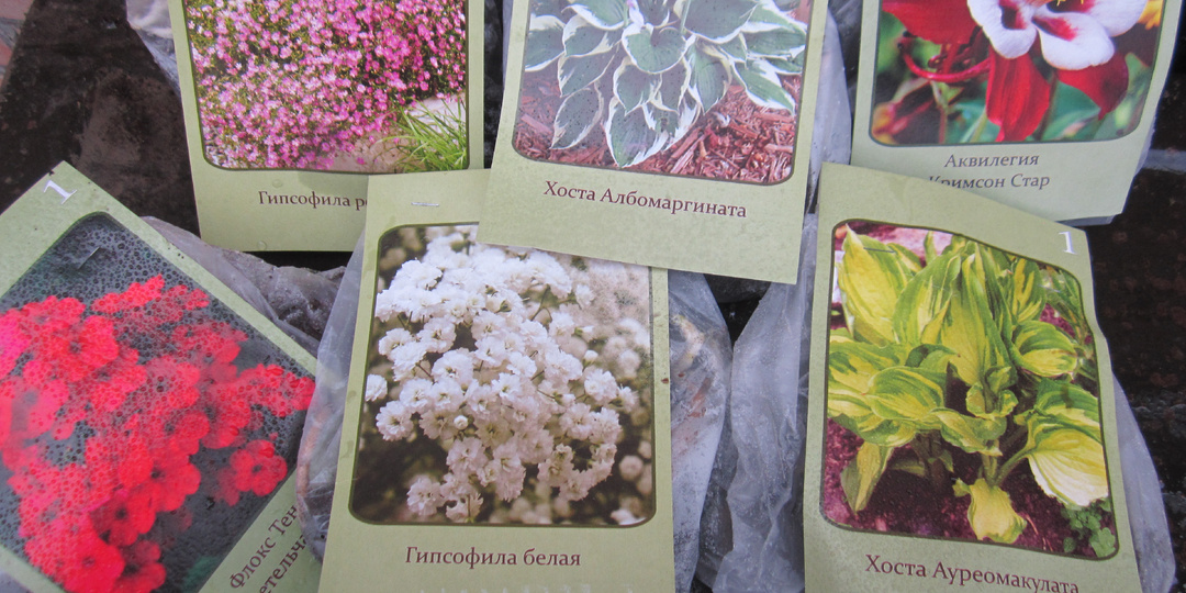 Удачный шопинг в «Светофоре»!Сажаем красоту за 130 рублей!