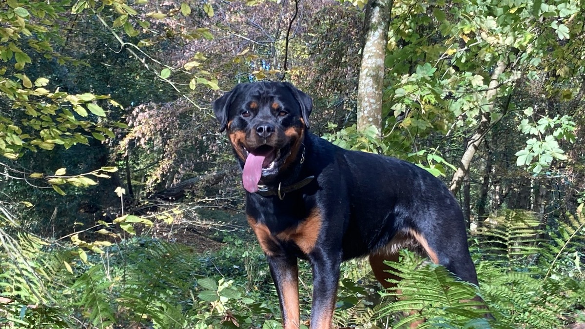    Ротвейлер — одна из пород, которая может войти в список потенциально опасных