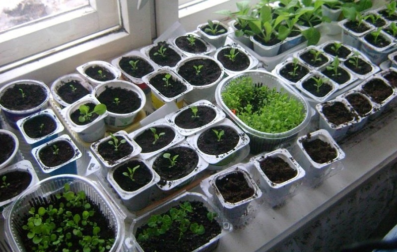 Крепкая рассада с нуля: секреты здоровых всходов для щедрых урожаев