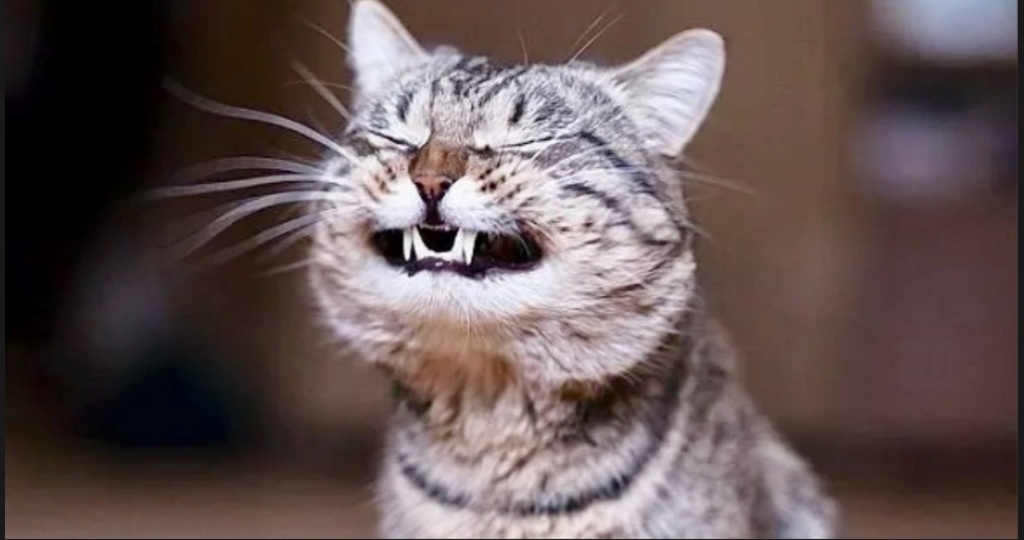 Аватарка канала.