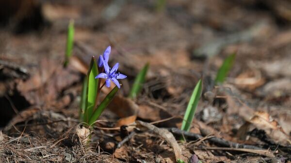    © Sputnik / Пелагия Тихонова