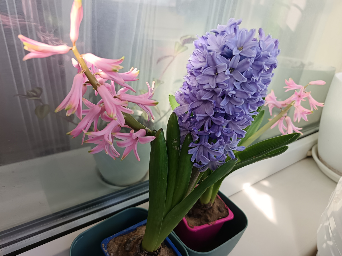 Новые питомцы