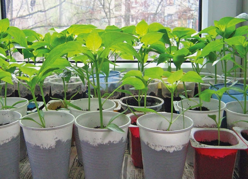 Секрет крепких всходов: как правильно обработать семена перца перед посевом