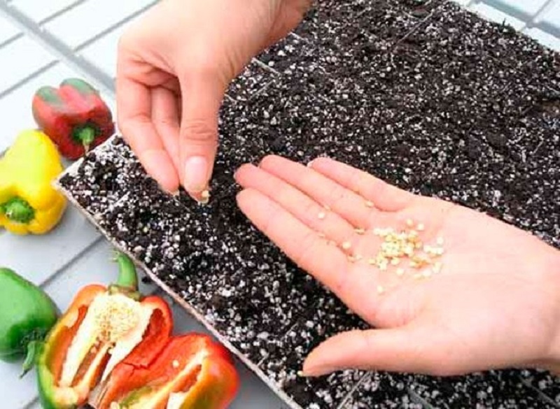 Секрет крепких всходов: как правильно обработать семена перца перед посевом