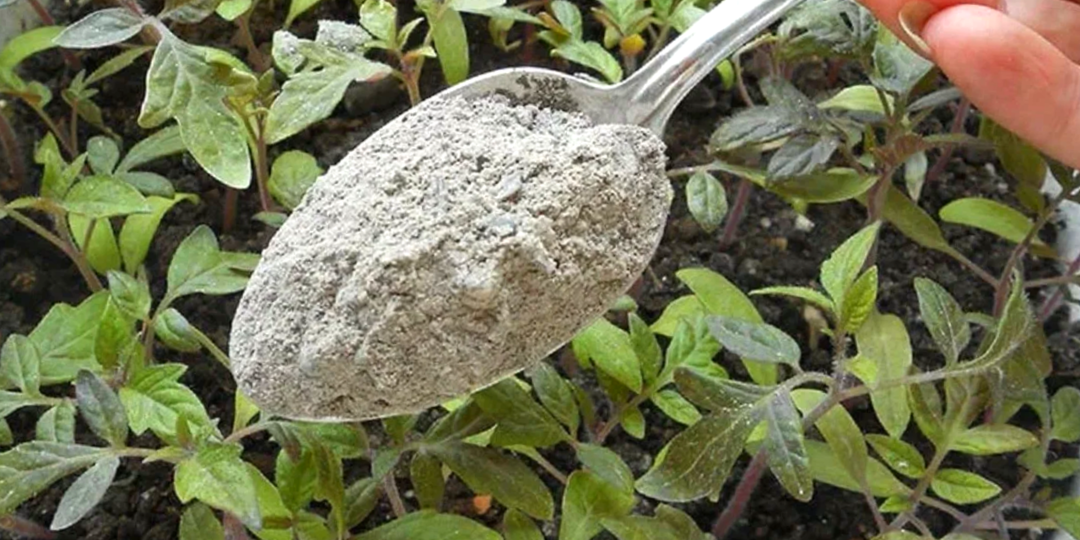 Трачу 1 час на простую подкорму, и рассада как с картинки. Самая крепкая на рынке среди всех продавцов