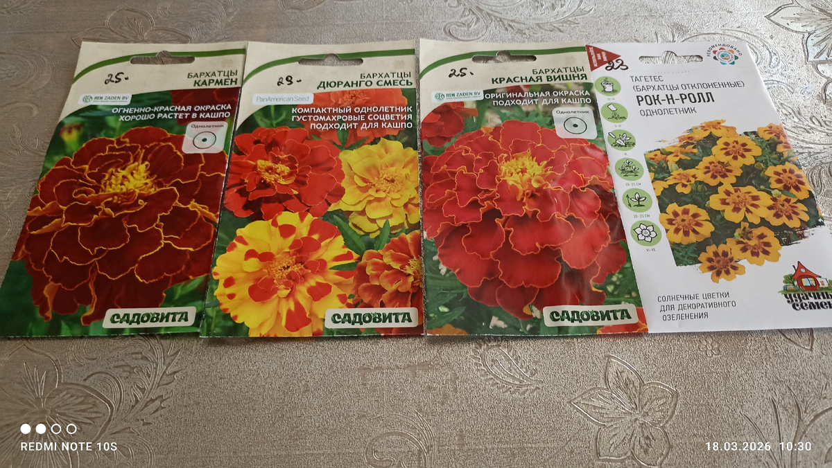 Бархатцы. Фото автора.