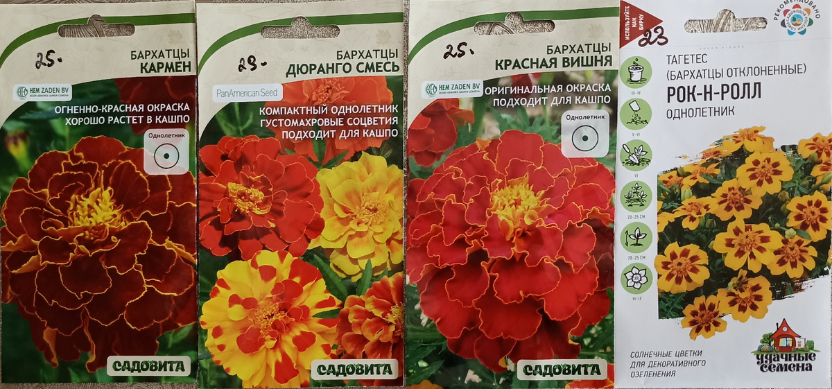 Бархатцы. Фото автора.