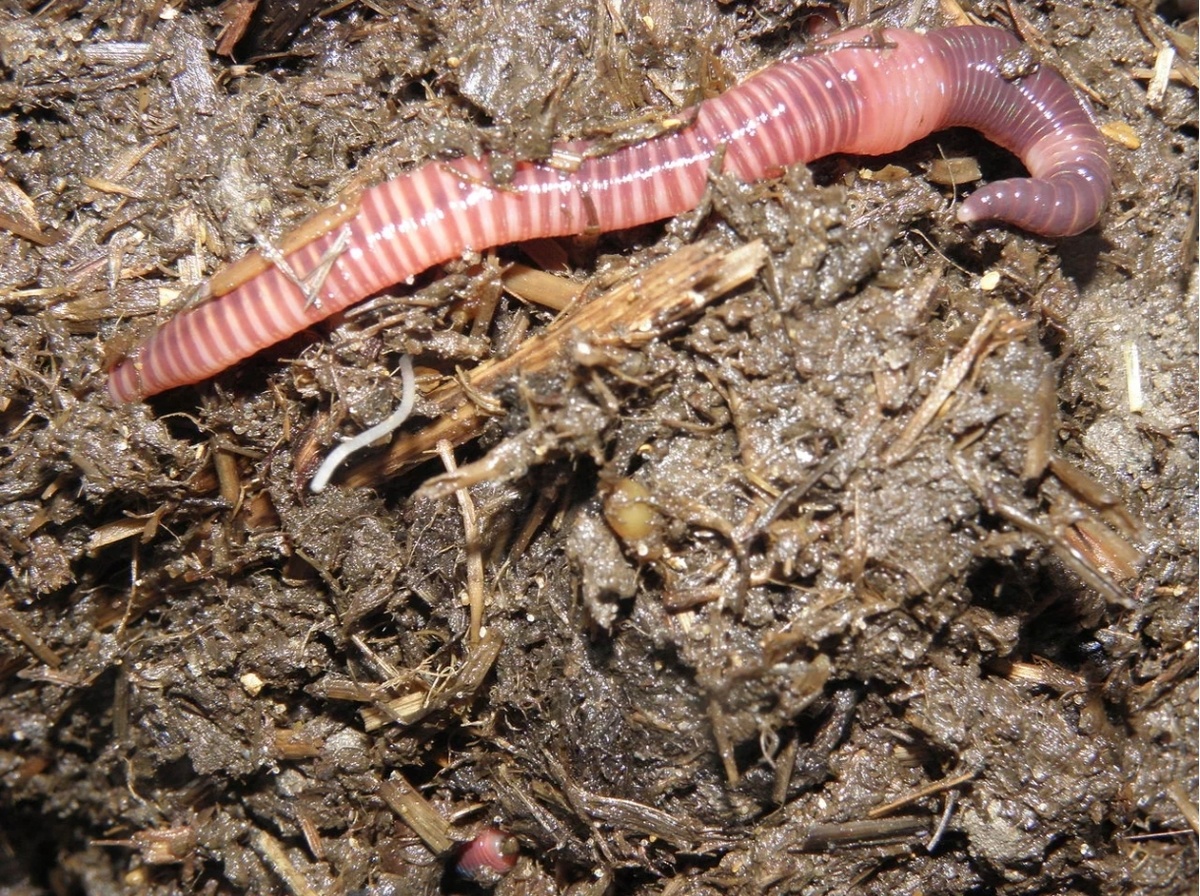 Навозный червь