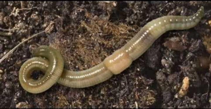 Земляной червяк 