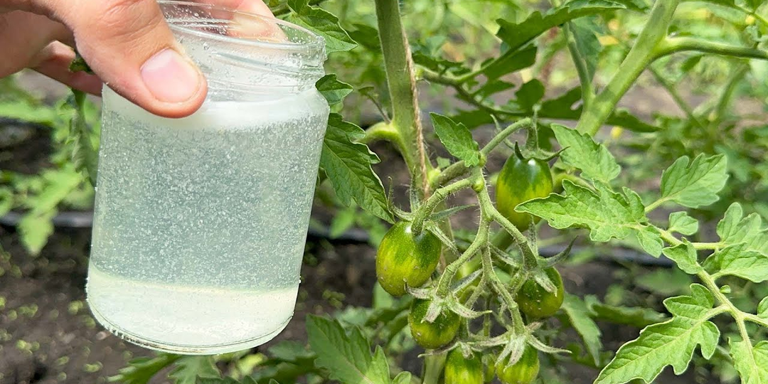 С апреля по июль опрыскиваю всё подряд! Урожая столько, что уже соседям не нужно. Подкормка из 1 «вещества»