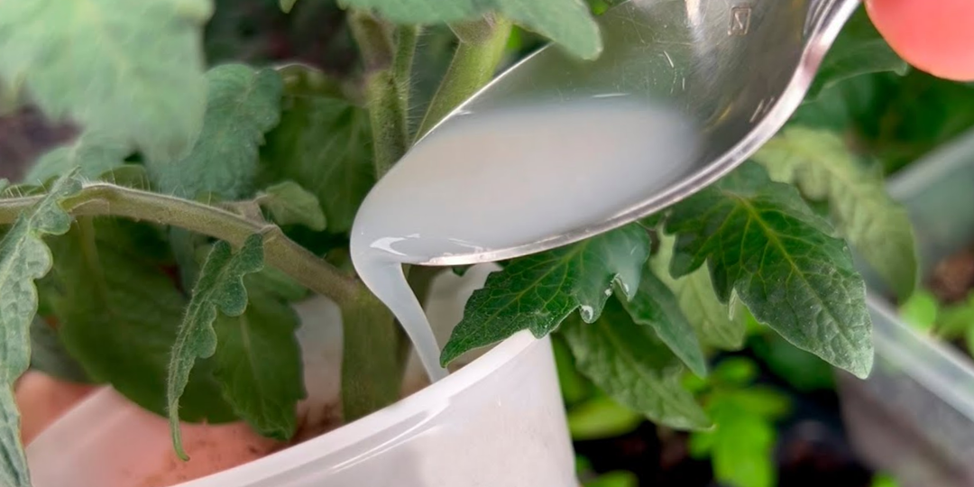 Лью весь апрель под томаты и перцы: толстенные стебли и мощные корни. Делюсь натуральной подкормкой