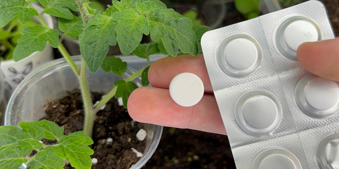 Мощнейшие корни прут щётко: подкормка из 2 таблеток для рассады томатов и перцев. Хоть на продажу выставляй