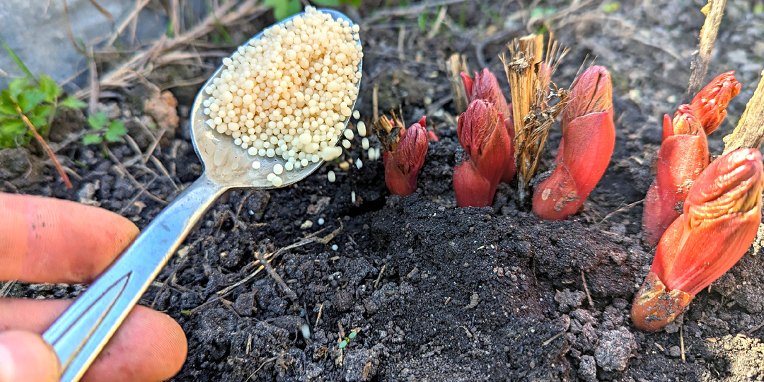 Как только пионы начинают прорастать после зимы, сразу вношу это удобрение. Вы не поверите, насколько красивыми будут цветы!