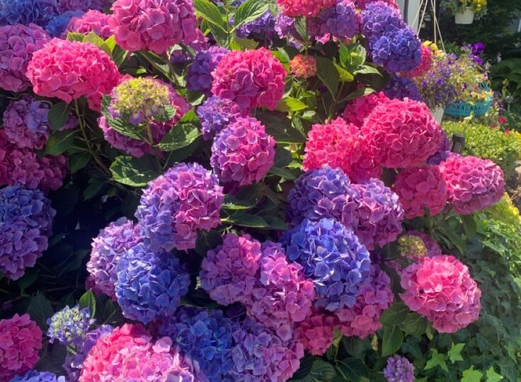 Чтобы гортензии превратились в роскошные кусты, обязательно подкармливаю как снег сойдет