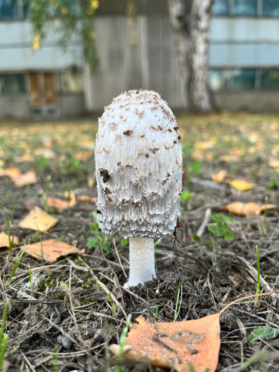 Вот такое запросто можно увидеть на территории завода. Там вообще много грибов растёт, каких и в лесу не всегда встретишь. 