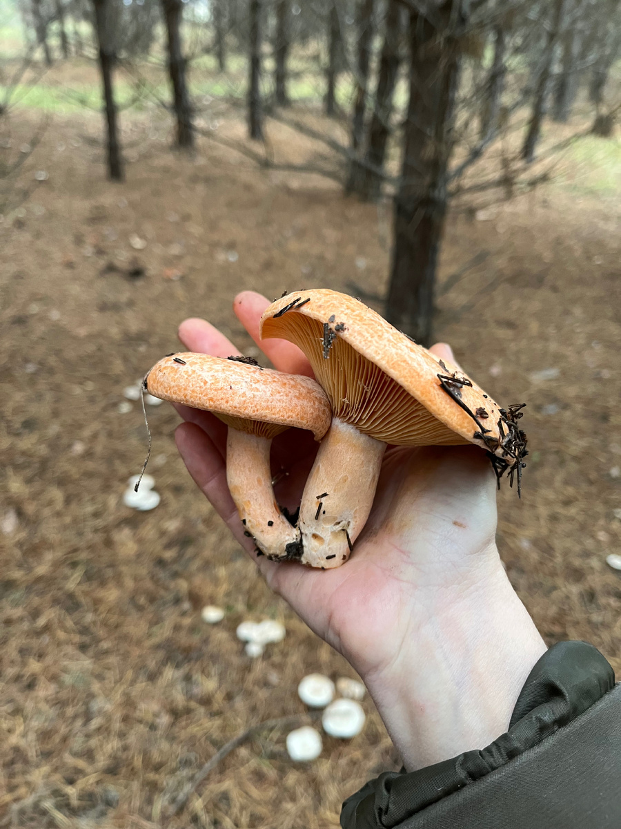 Невкусные рыжики 