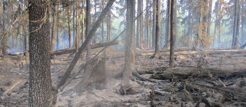    Национальный парк «Водлозерский» / VK