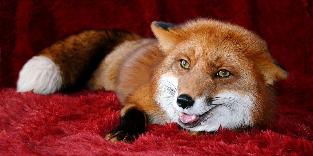 Ещё один прекрасный день. Дневник лисы