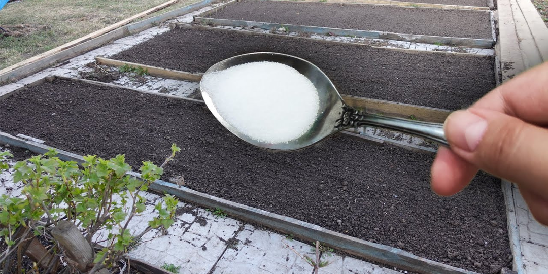 Лью весной на все грядки: 1 ложка на ведро воды. Все грядки будут ломиться от урожая, земля как чернозём