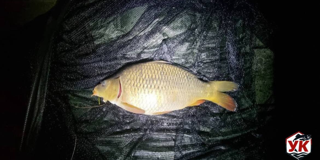 Ночной карп на фидер: Топ-4 правила для успешной рыбалки