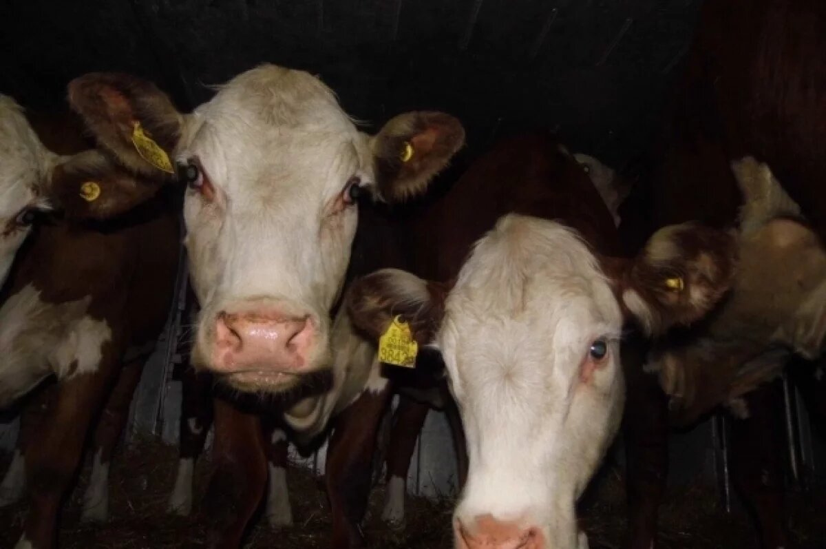    113 новосибирских семей получили выплаты после изъятия скота — Травников