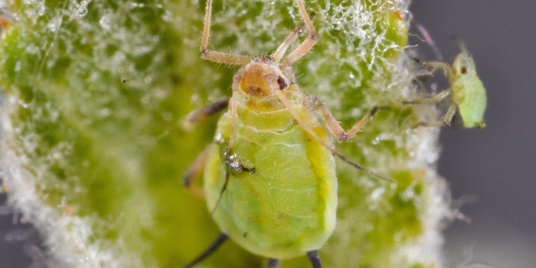 90% дачников травят тлю не так: 1 ошибка — и сад без ягод