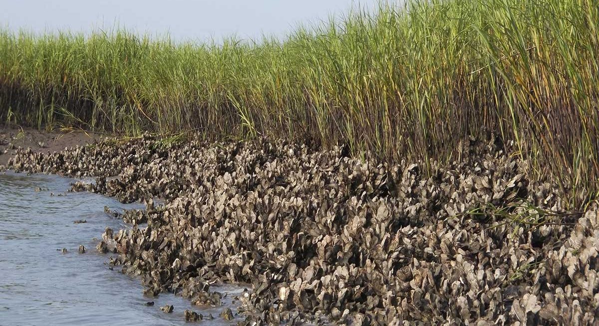 Агрегационная  колония  устриц