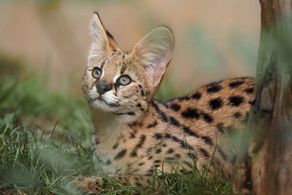 Josef_Svoboda/Shutterstock/FOTODOM   📷